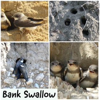Bank Swallow